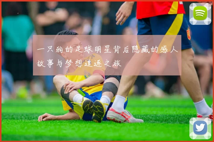 一只狗的足球明星背后隐藏的感人故事与梦想追逐之旅